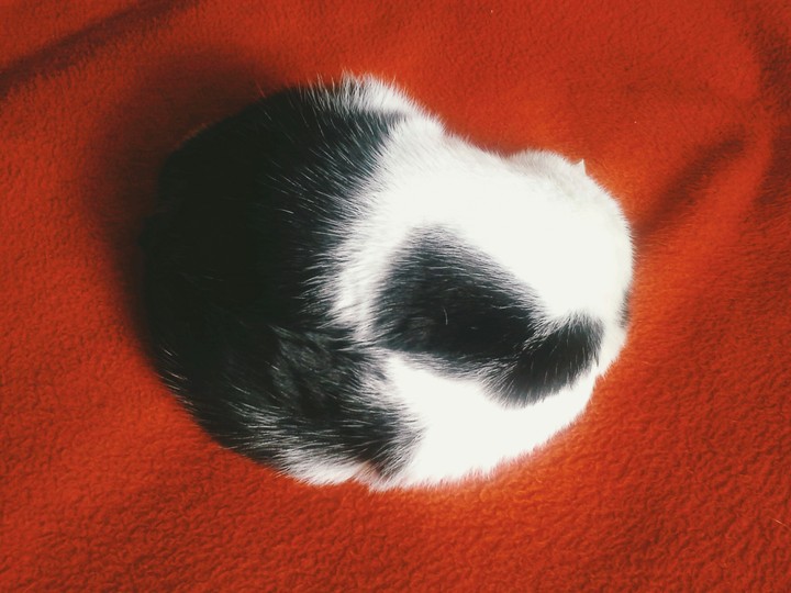 fluff ball