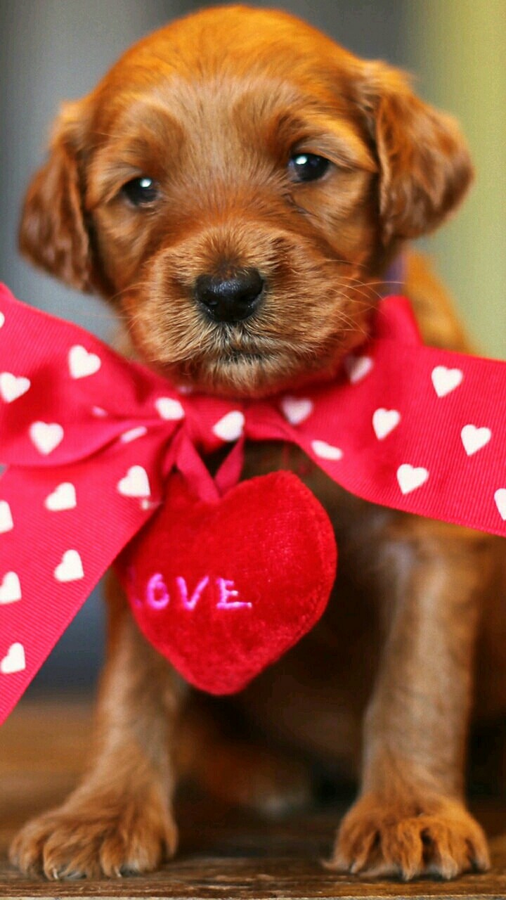 ❤_❤