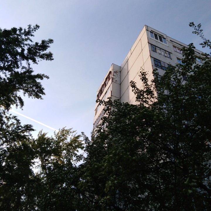 sky among trees?