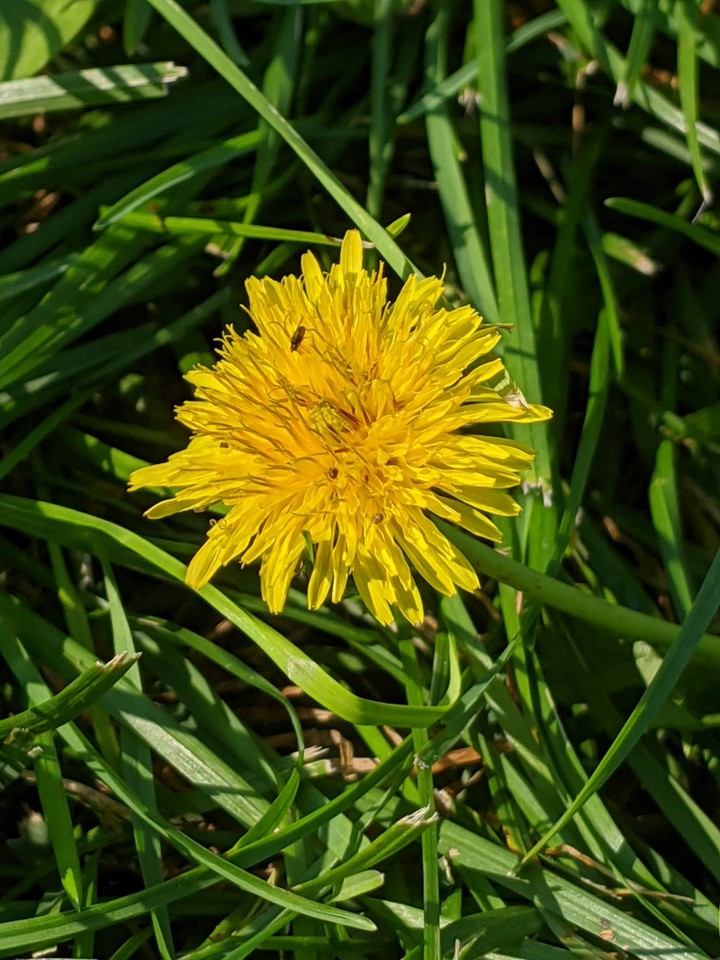 Yellow flower