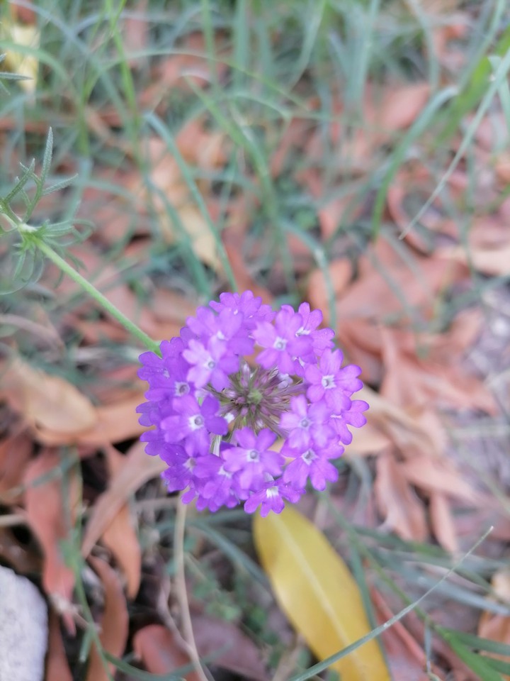 Small Bunch of Flowers