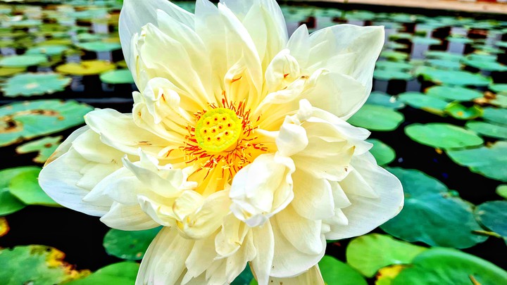 Lotus