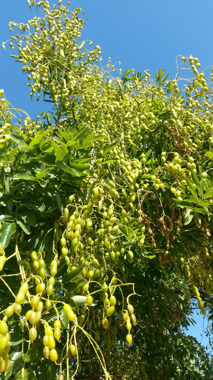 tree