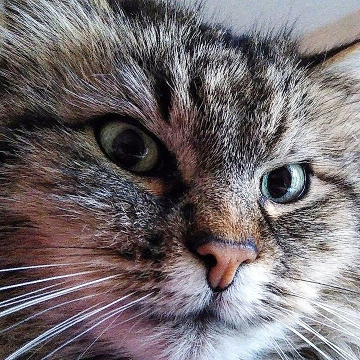 Nala
