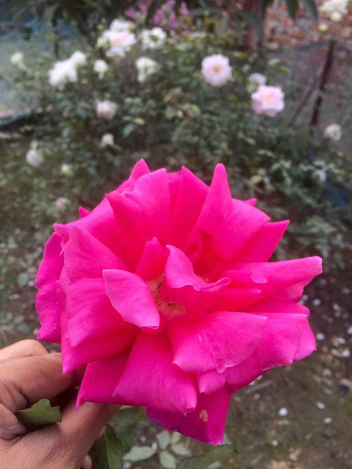 #rose