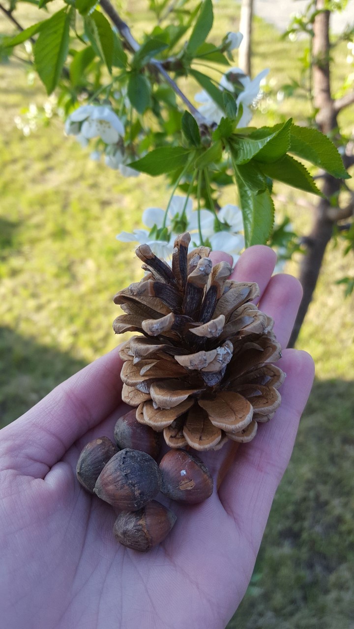Another spring picture