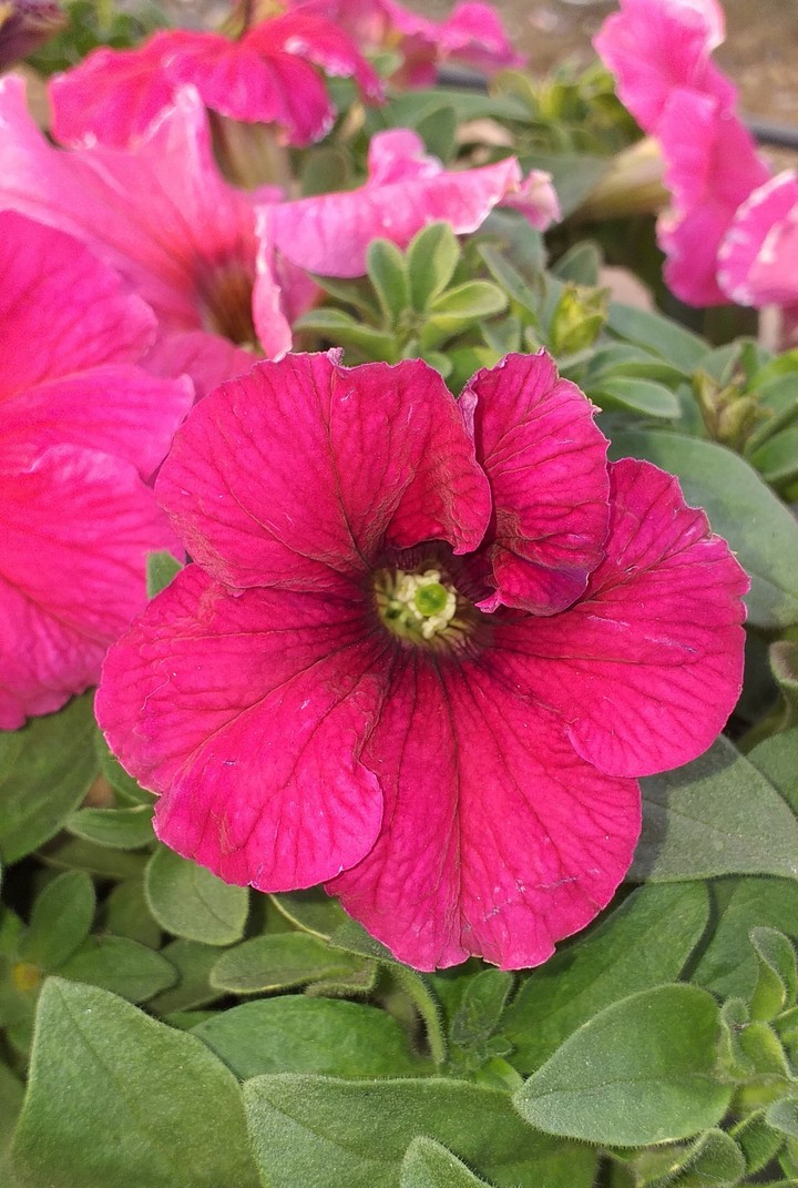 petunia