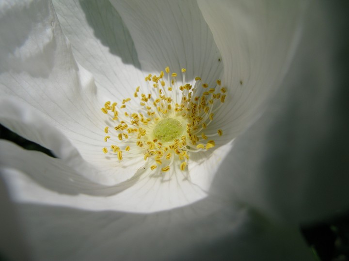 wildrose
