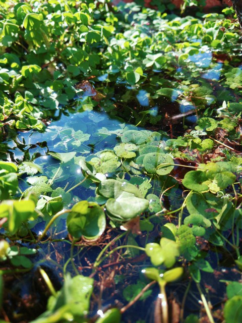 Water in the grass 2