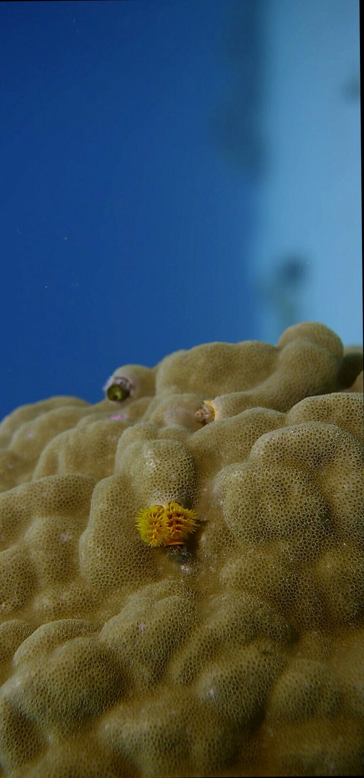 reef