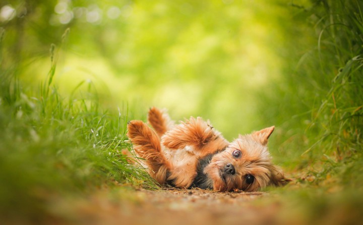 puppy