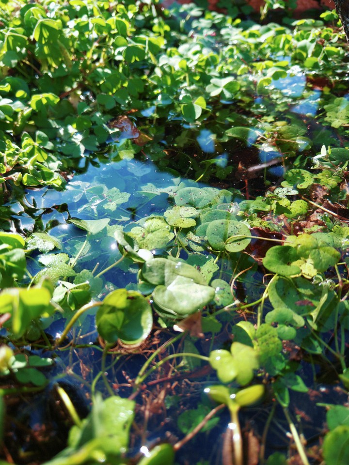 Water in the grass 2