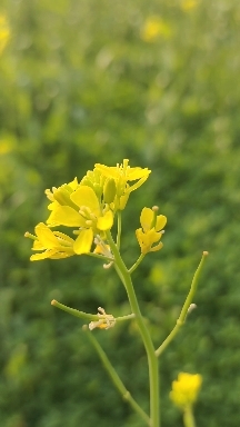 Beautiful Mustard Flower ?