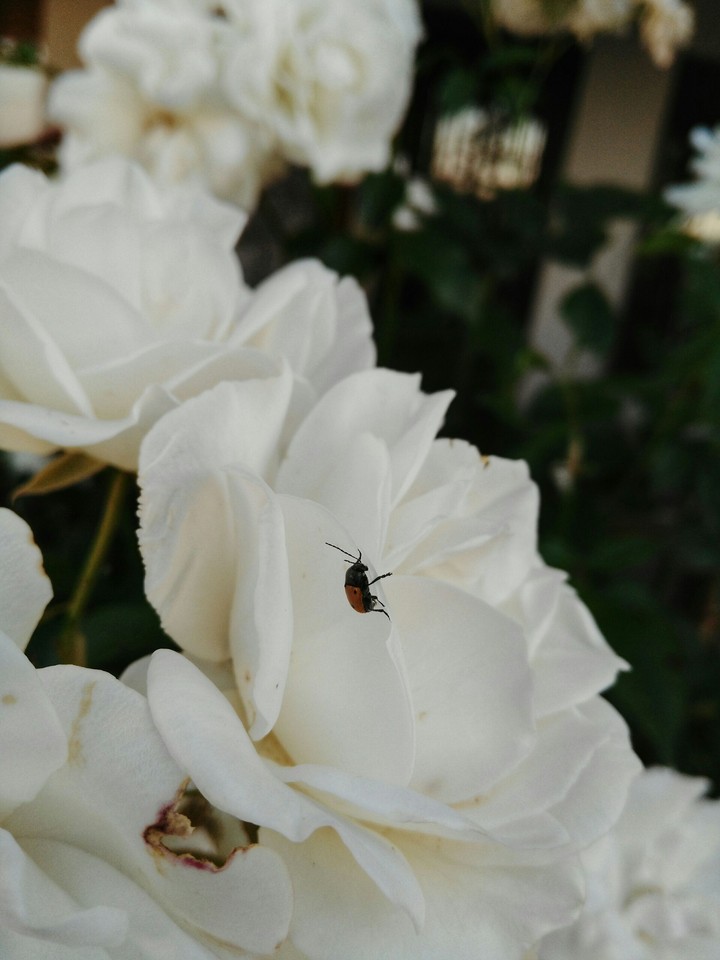 Small Insects
