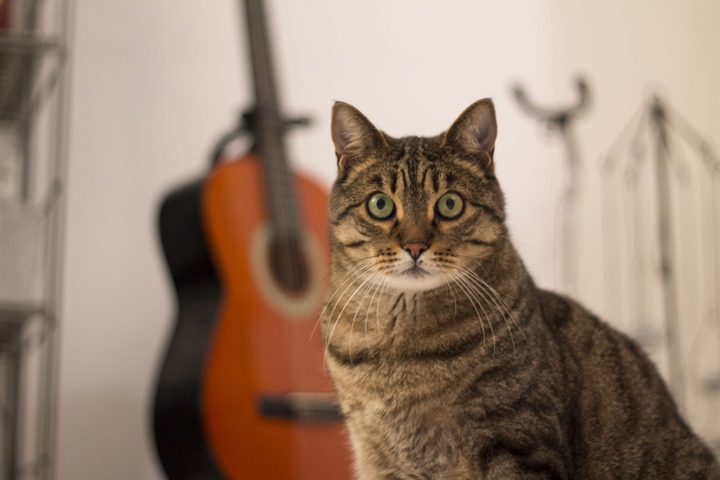 miao