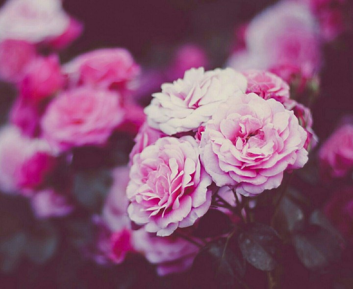 flowers ❤