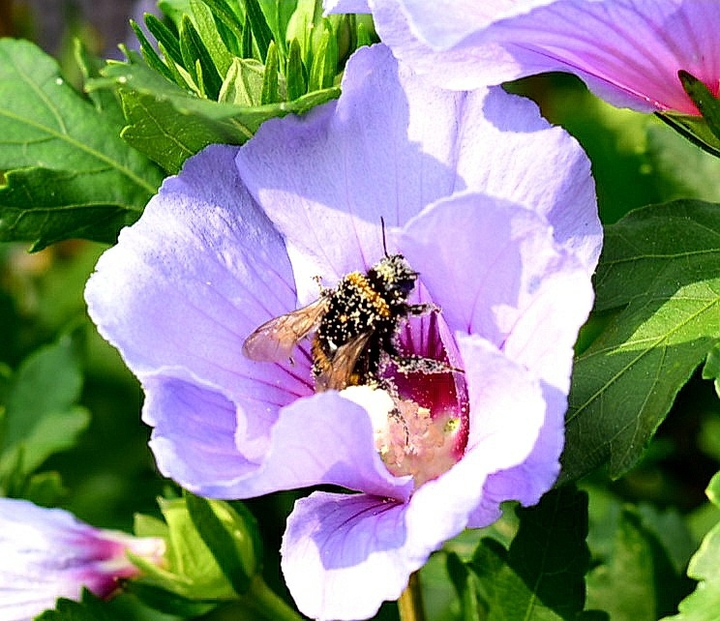 Hummel...