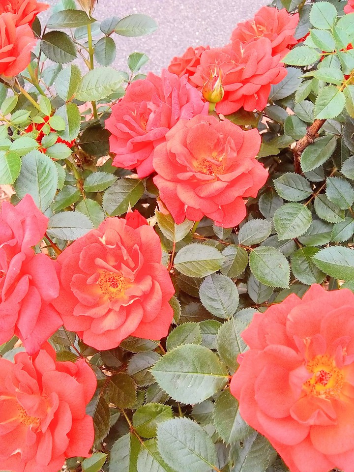 roses