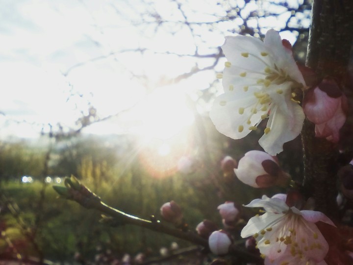 sunset in the blossom