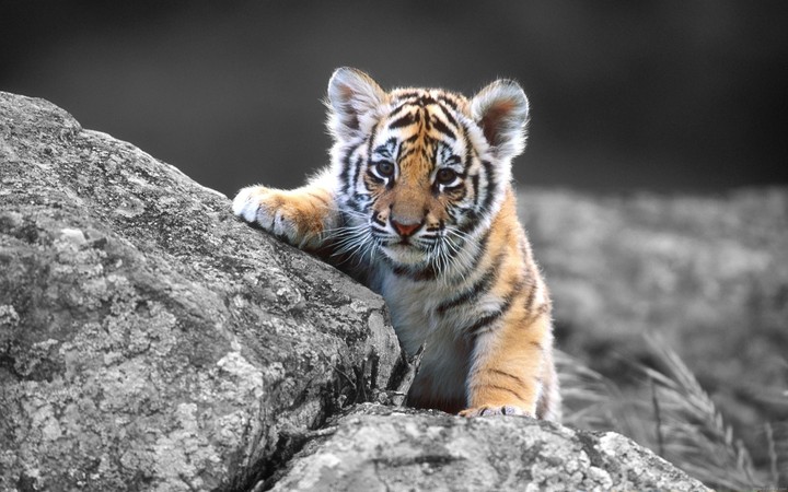 Cub