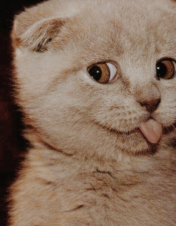 CAT_sama