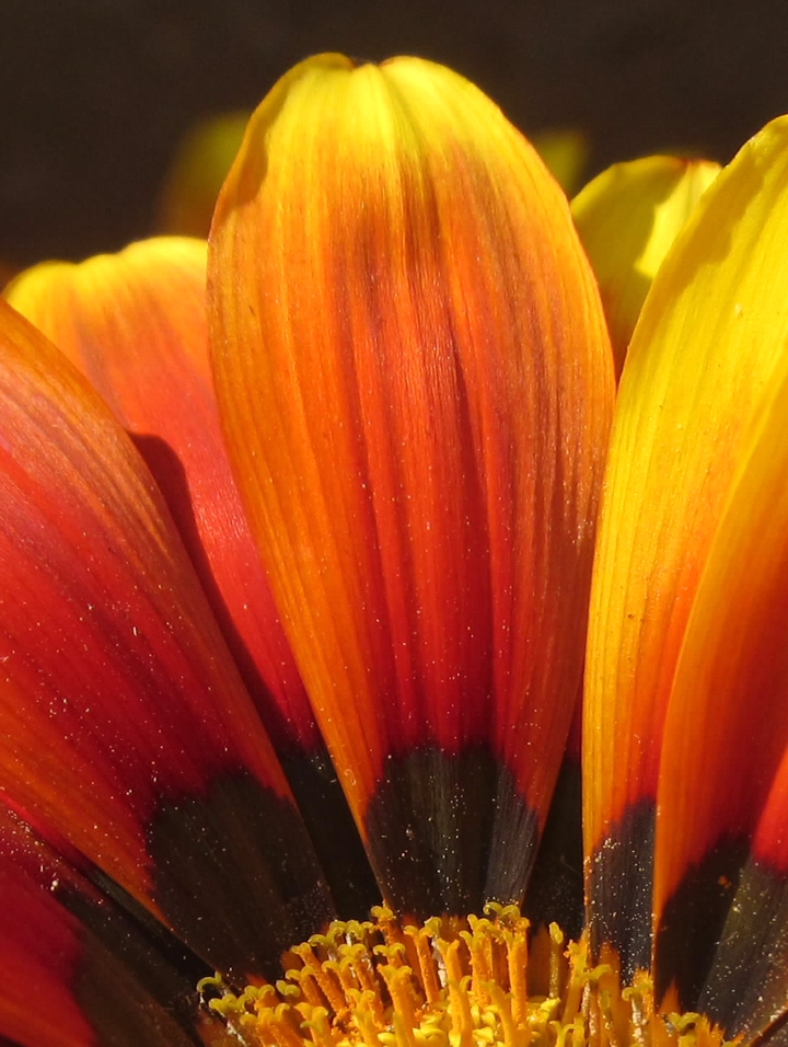 inside a flower beauty