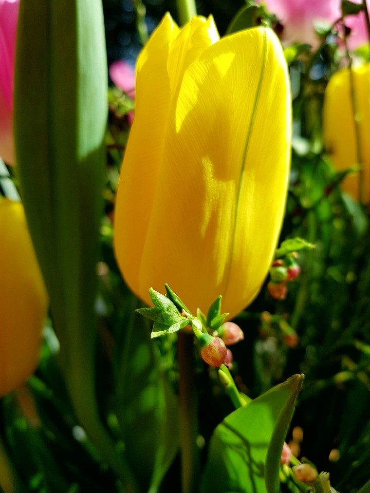 tulipe