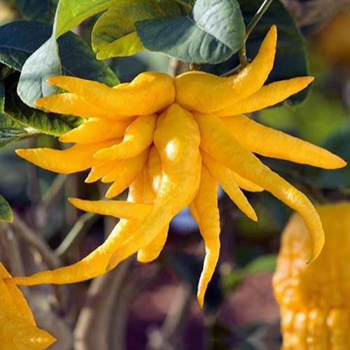 Lemon tree