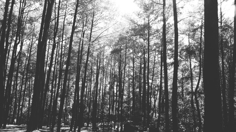 Lost in the forest