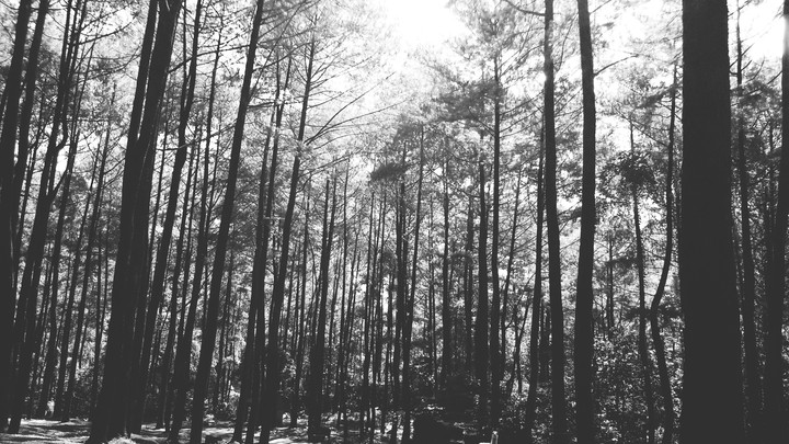 Lost in the forest