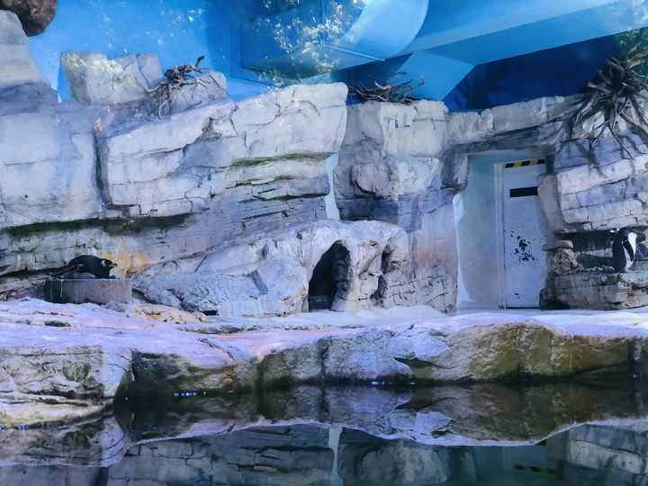 Pinguine