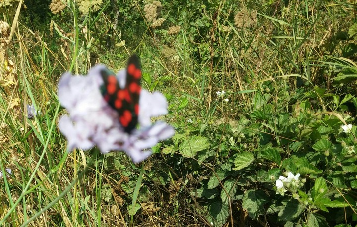 butterfly