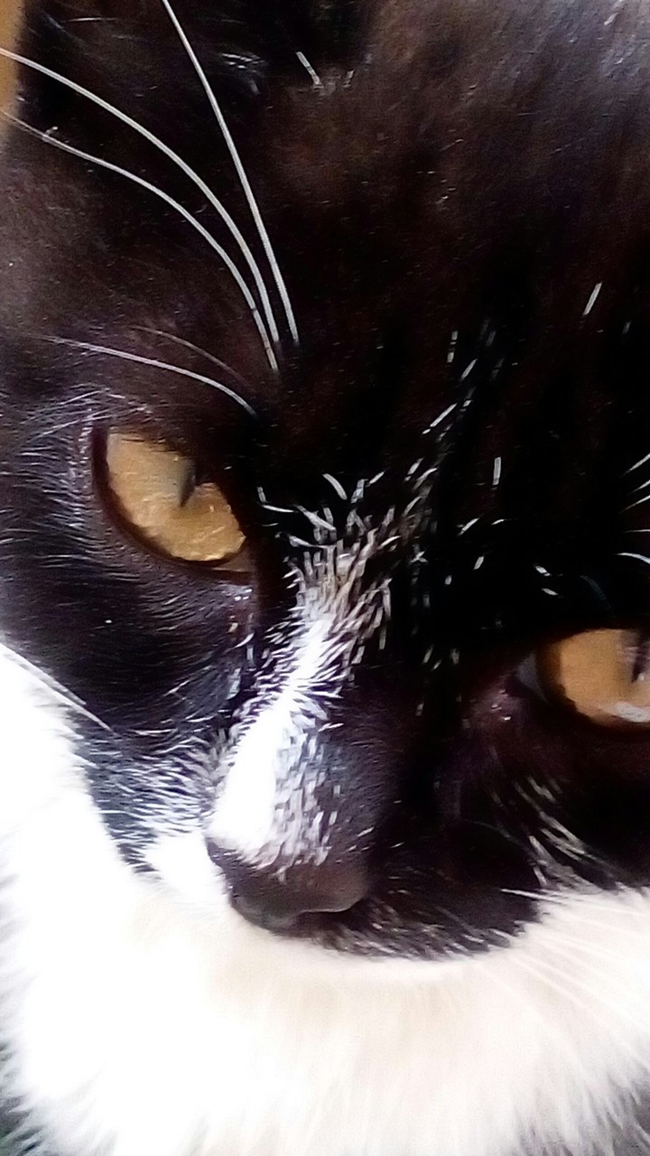 Foto Cat