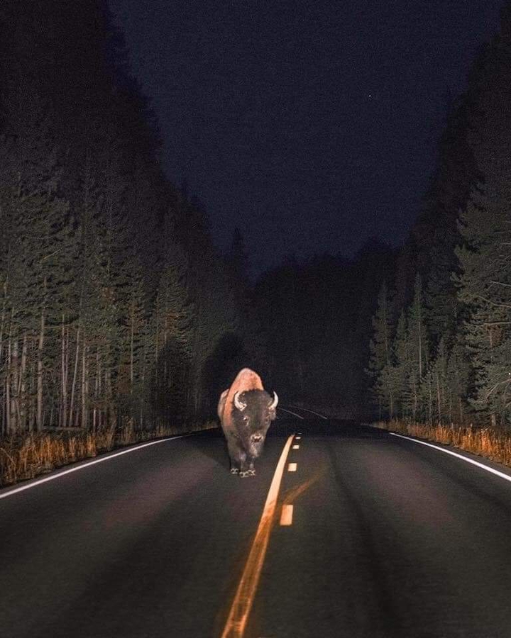 Buffalo Trip