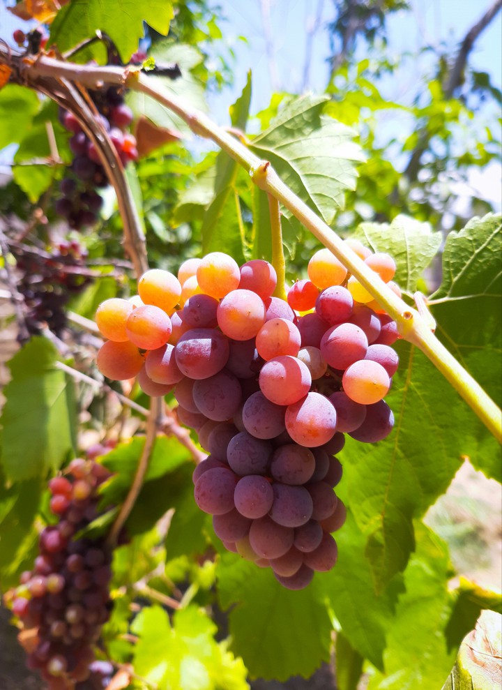 Grape