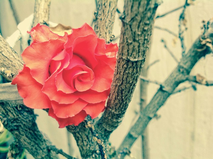 Red Rose 