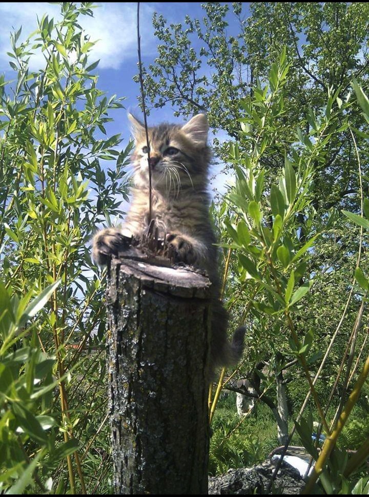 котенок