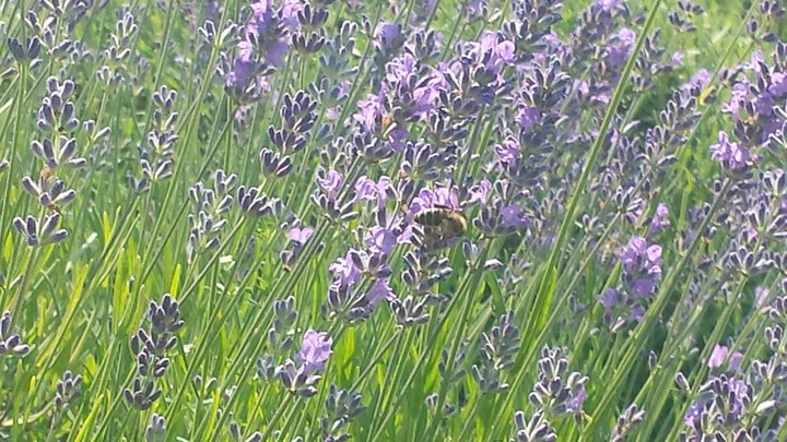 bee...