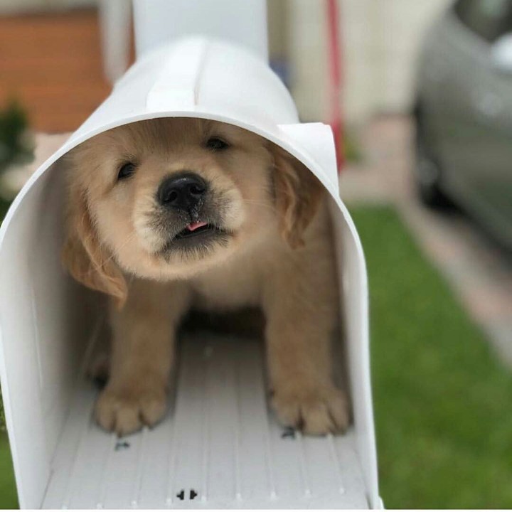 lindo 