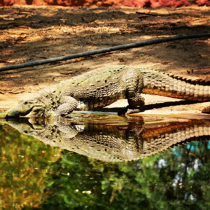 Reflective Croc