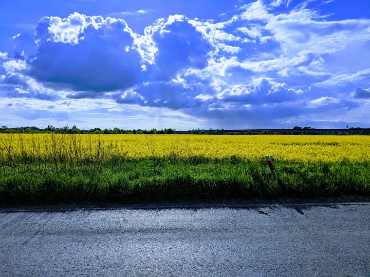 Rapeseed field