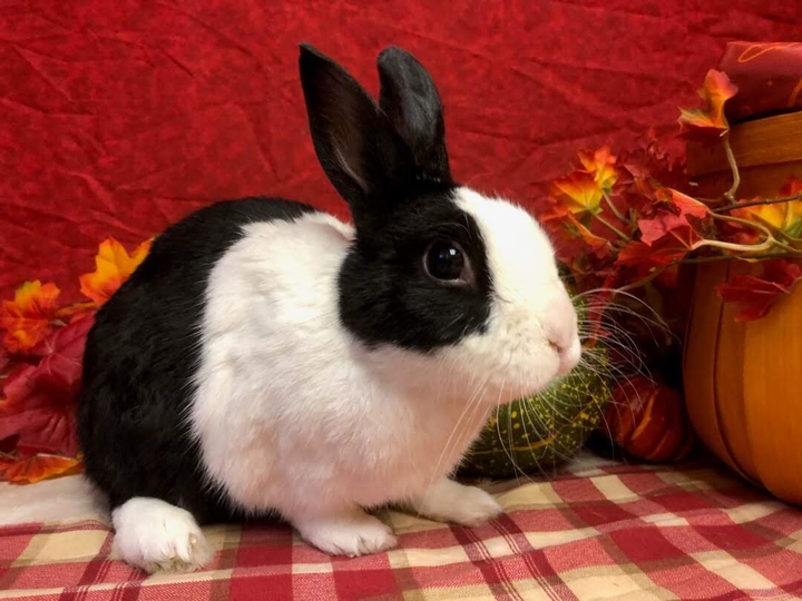 bunny