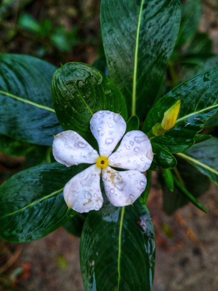 নয়নতারা