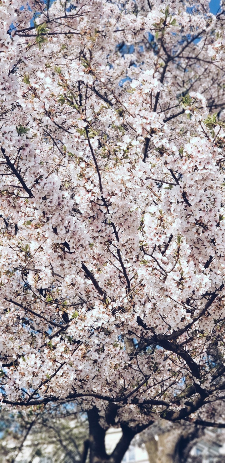 Cherryblossom