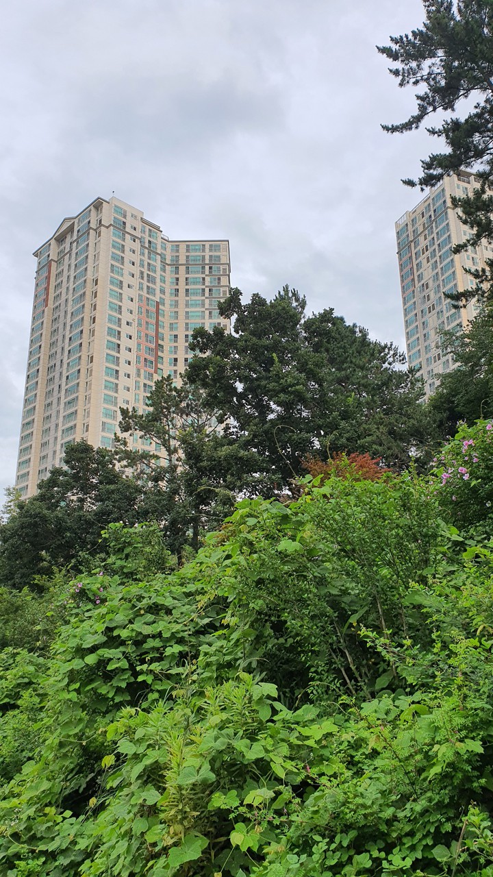아파트(apartment)