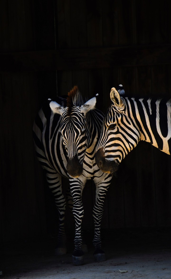 zebra