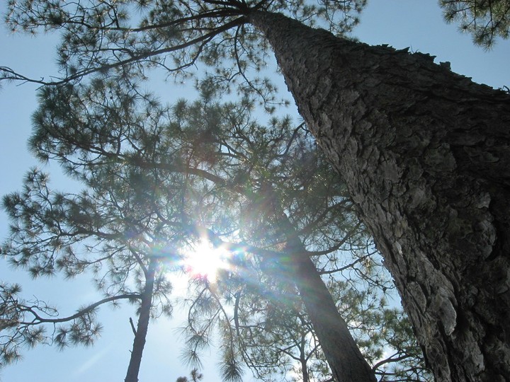 Sun With Tree