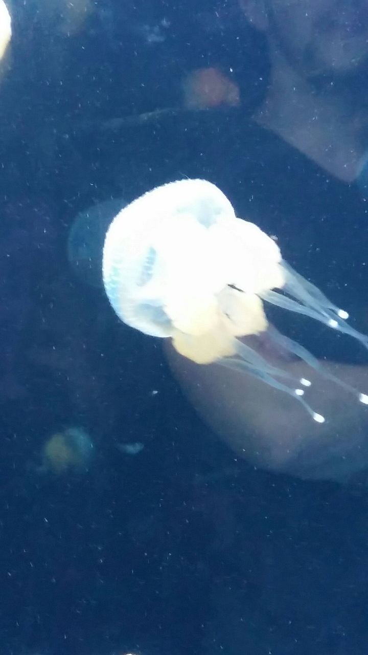 jellyfish
