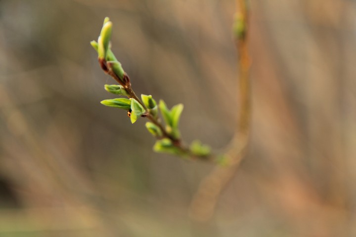 green plant
