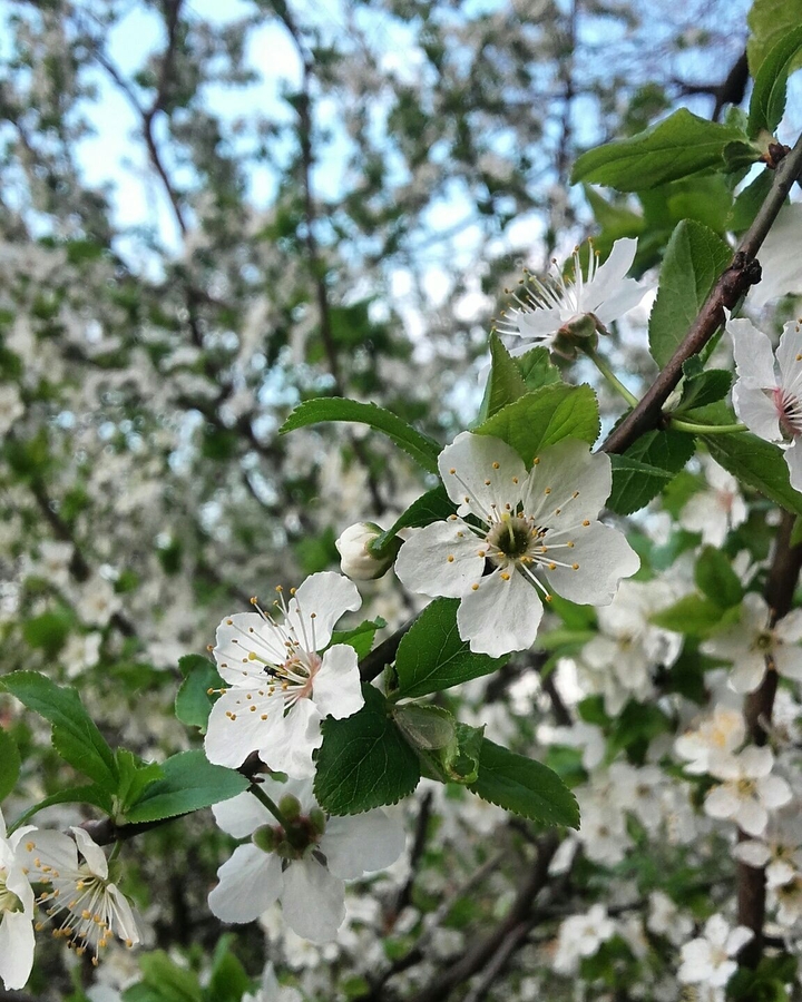 Spring